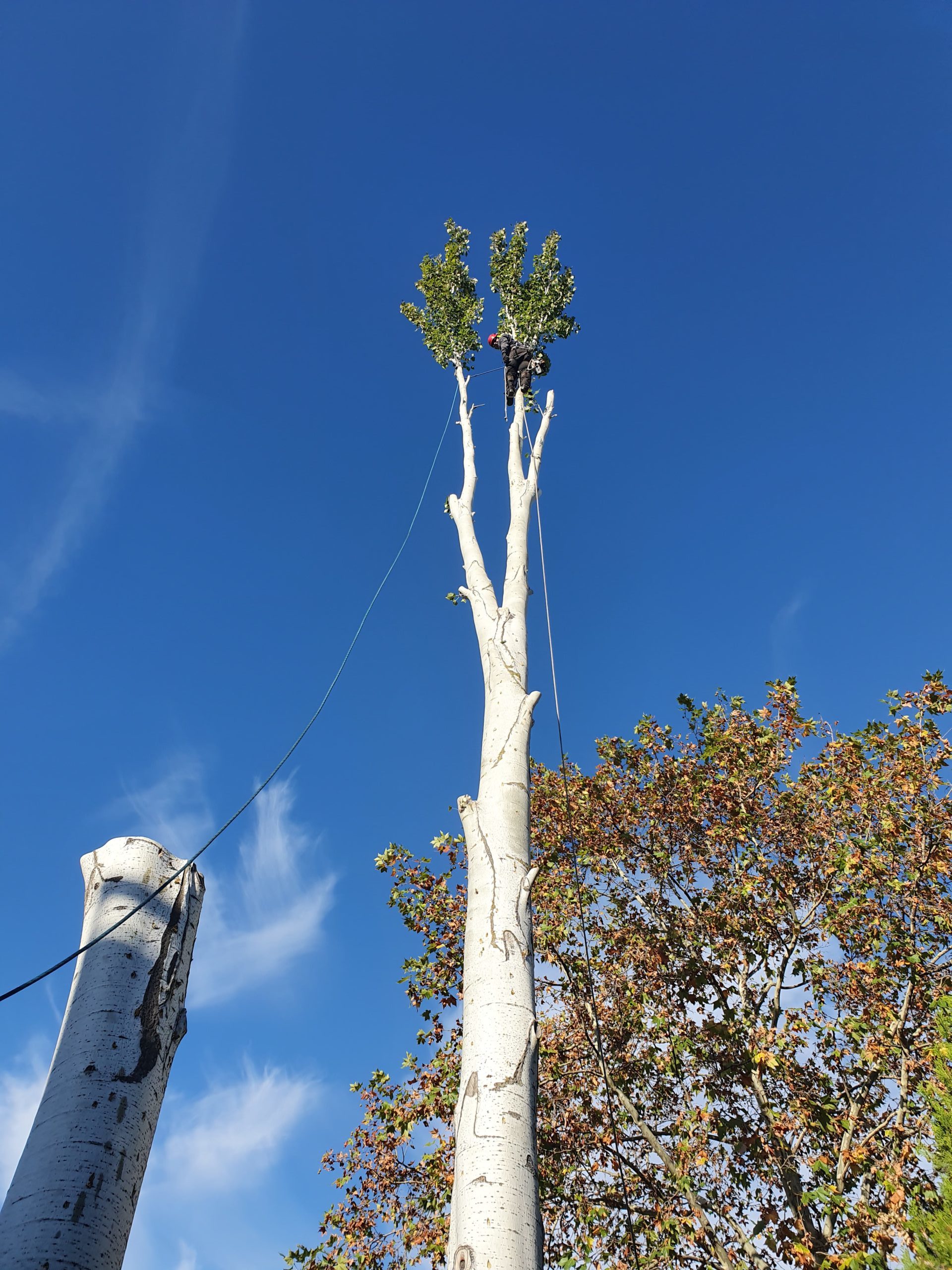 Servicio de Poda y Tala de árboles en Madrid, Toledo, Segovia, Ávila